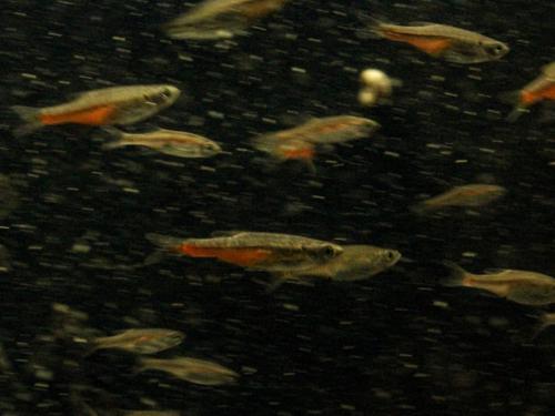 Fireline Danio