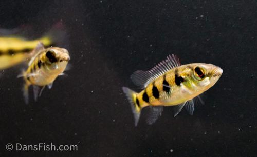 Five Star General Cichlid