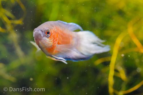 Blue Flame Paradise Gourami