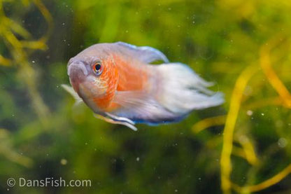 Blue Flame Paradise Gourami