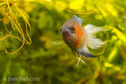 Blue Flame Paradise Gourami