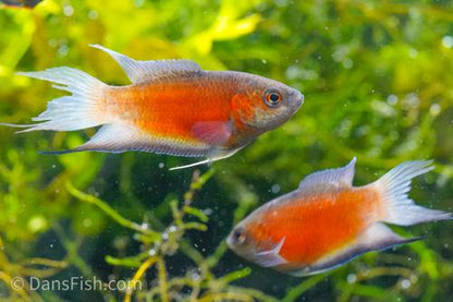 Blue Flame Paradise Gourami
