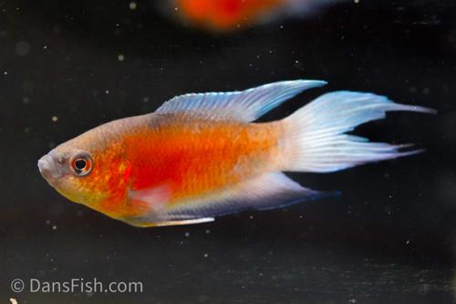 Blue Flame Paradise Gourami