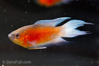Blue Flame Paradise Gourami
