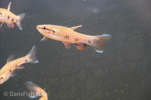 Four Spot Tetra