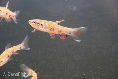 Four Spot Tetra