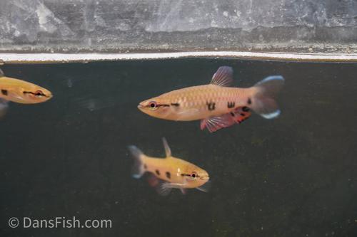 Four Spot Tetra