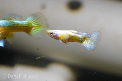Gold Guppy, Reverse Trio (2M1F)
