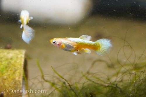 Gold Guppy, Reverse Trio (2M1F)