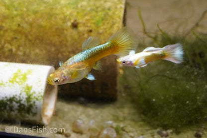 Gold Guppy, Reverse Trio (2M1F)