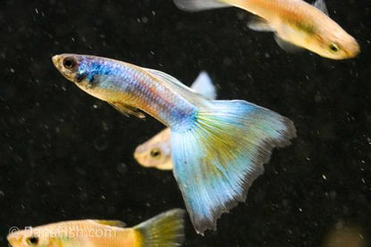 Full Green Guppy, Female