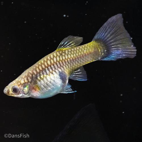 Full Green Guppy, Female
