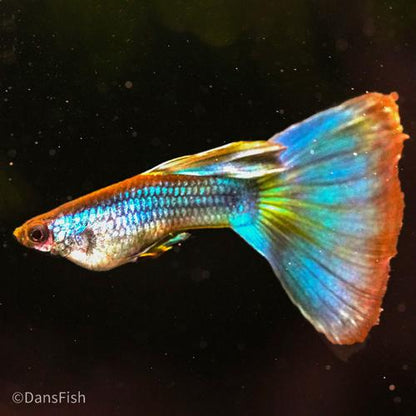 Full Green Guppy, Female