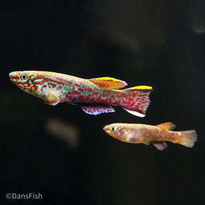 Fundulopanchax gardneri, Pair (1M1F)