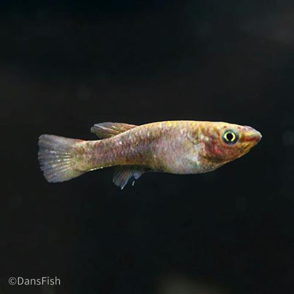 Fundulopanchax gardneri, Pair (1M1F)