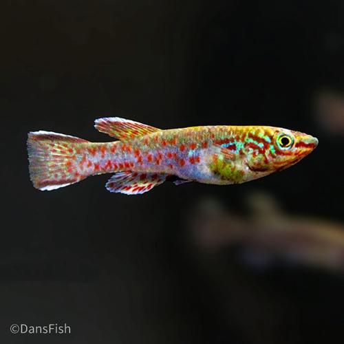 Fundulopanchax gardneri, Pair (1M1F)