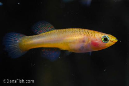 Fundulopanchax gardneri 'Gold', Pair (1M1F)