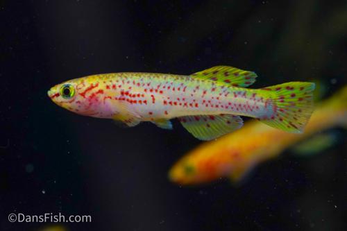 Fundulopanchax gardneri 'Gold', Pair (1M1F)
