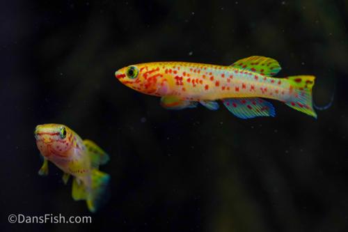 Fundulopanchax gardneri 'Gold', Pair (1M1F)
