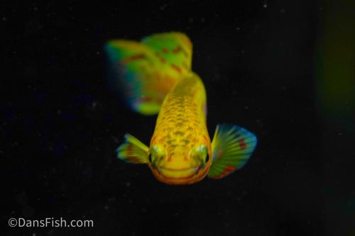 Fundulopanchax gardneri 'Gold', Pair (1M1F)