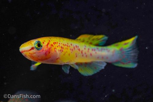 Fundulopanchax gardneri 'Gold', Pair (1M1F)