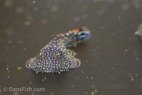 Gastromyzon stellatus