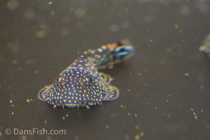 Gastromyzon stellatus