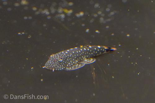 Gastromyzon stellatus