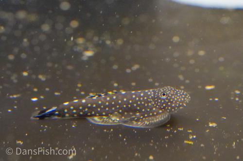 Gastromyzon stellatus