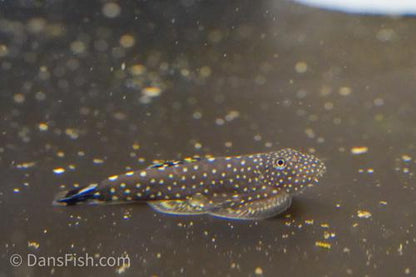 Gastromyzon stellatus