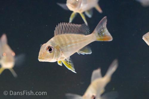 Geophagus altifrons