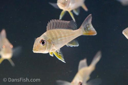 Geophagus altifrons