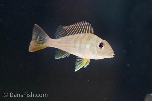Geophagus altifrons