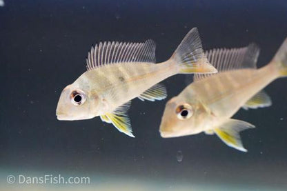 Geophagus altifrons