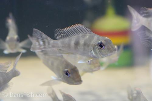 Geophagus megasema