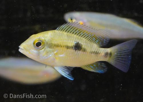 Geophagus sp. 'Bahia Red'