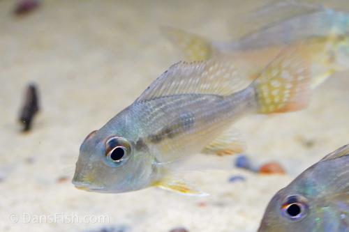 Geophagus sp. Rio Gurupi