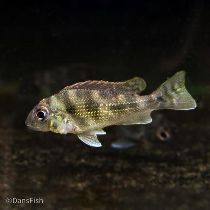 Geophagus winemilleri