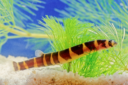Giant Kuhli Loach1