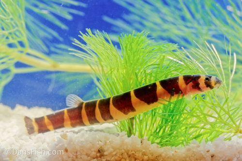 Giant Kuhli Loach1