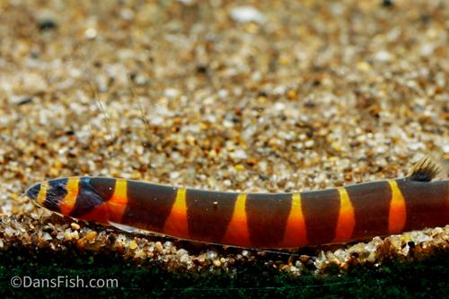 Giant Kuhli Loach1