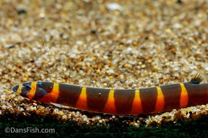 Giant Kuhli Loach1