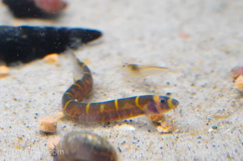Giant Kuhli Loach1