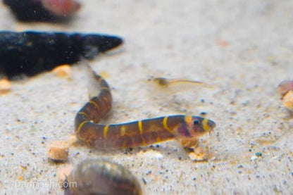 Giant Kuhli Loach1