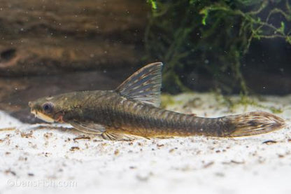 Giant Otocinclus