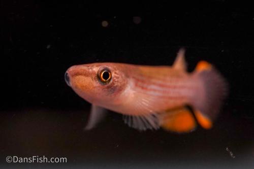 Giant Rivulus Killifish, Female