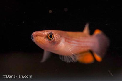 Giant Rivulus Killifish, Female