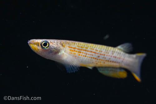 Giant Rivulus Killifish, Female