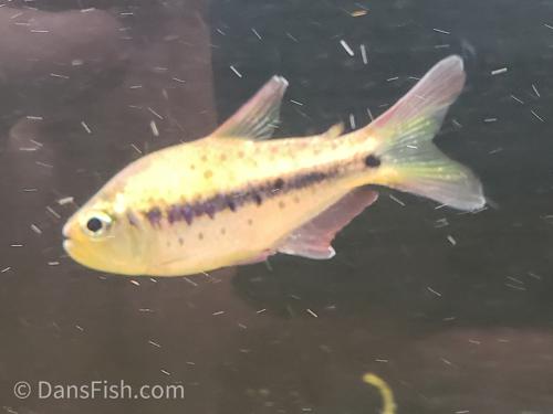 Giant Spotted Emperor Tetra