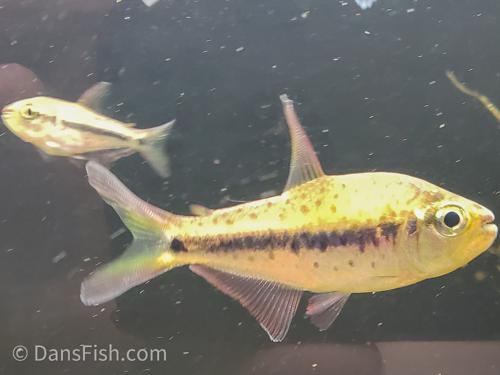 Giant Spotted Emperor Tetra